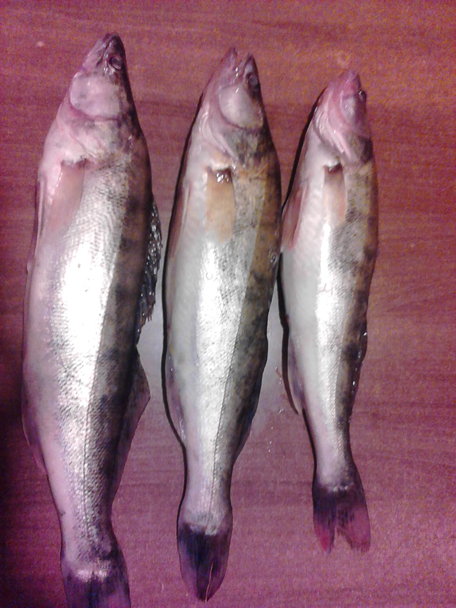 pescuit la rapitor - IMG_20121026_215752_0.jpg